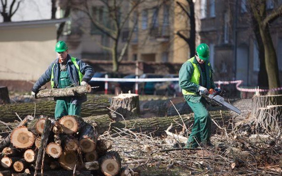 Wycinka wymaga zezwolenia, chociaż nie zawsze trzeba płacić