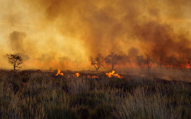 Australia: Pożary uwolniły więcej CO2 niż wynosi roczna emisja