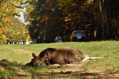 Na niebezpiecznej drodze powstanie odcinkowy pomiar prędkości