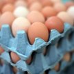 Holandia: Zarządzono kontrole ferm jaj i drobiu