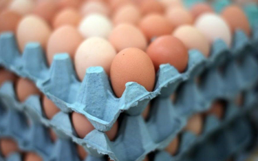 Holandia: Zarządzono kontrole ferm jaj i drobiu