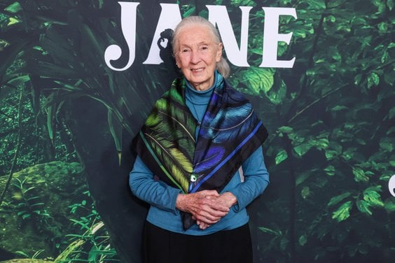 Jane Goodall na premierze w Los Angeles, 14 kwietnia 2023 r.