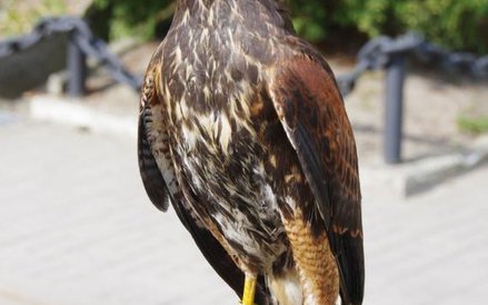 Jastrząb monitorujący lotnisko Marynarki Wojennej