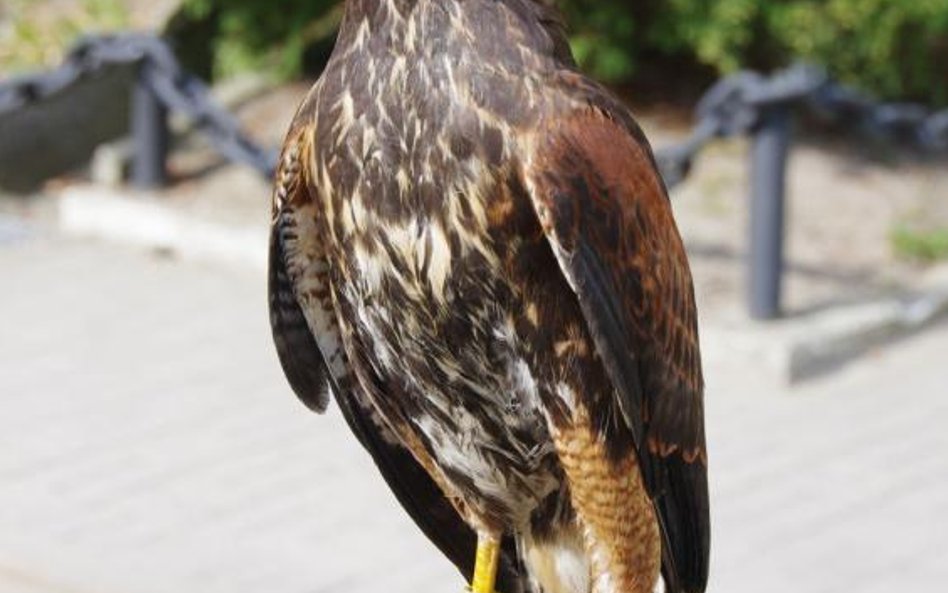 Jastrząb monitorujący lotnisko Marynarki Wojennej