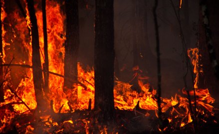 Połowa Niemiec spłonęła na Syberii. Greenpeace: winni drwale