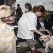 Podczas ubiegłorocznej parady labradorów