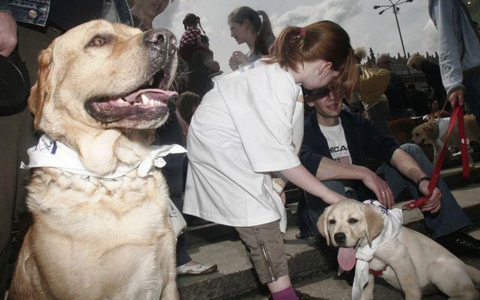 Podczas ubiegłorocznej parady labradorów