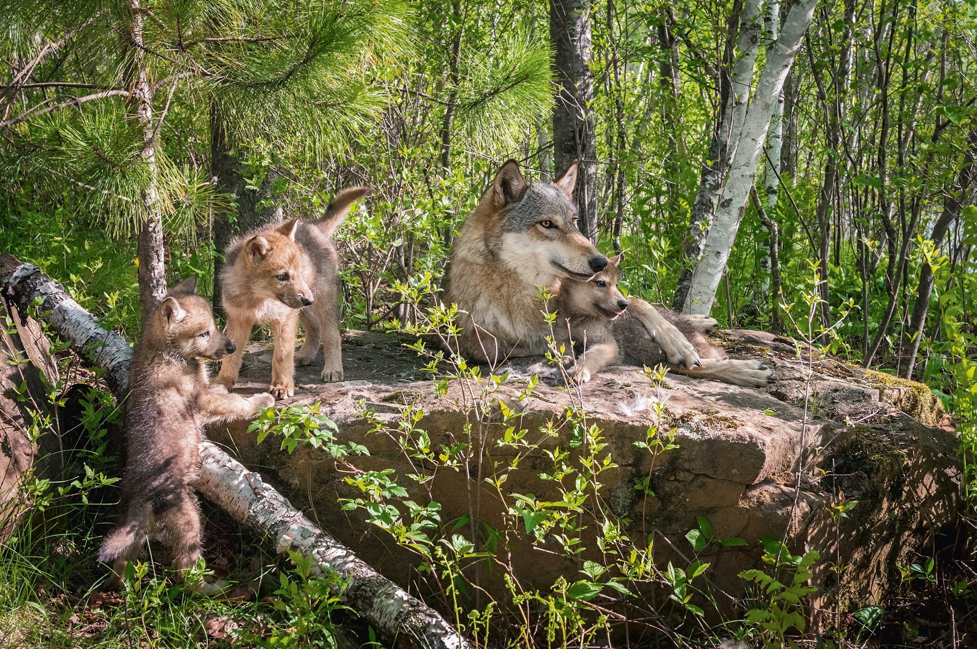 Rząd chce mniej chronić wilki. Ekspert o skutkach: „Odwrotne od zamierzonych”