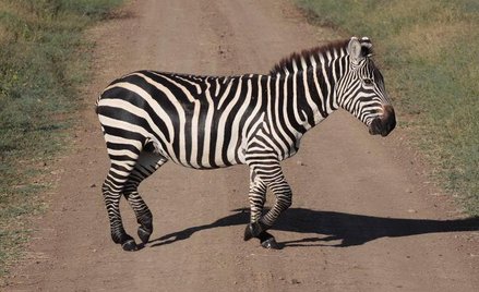 Zebra