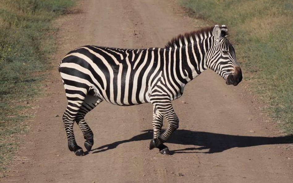 Zebra