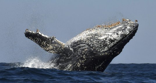 Potężny, majestatyczny korpus kaszalota zapewnia niepowtarzalny spektakl
