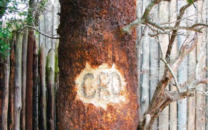Drzewo z napisem „CRO” – przygotowanym na potrzeby filmu „Roanoke: The Lost Colony” (2007 r.)