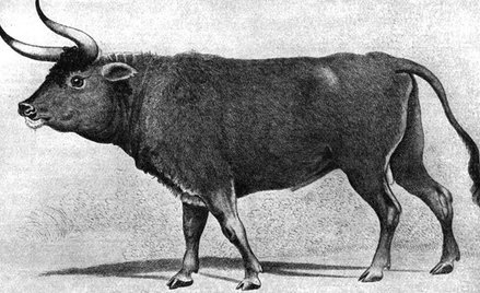 Znaleziony fragment kości czołowej tura ma 49 cm długości i waży 3,5 kg