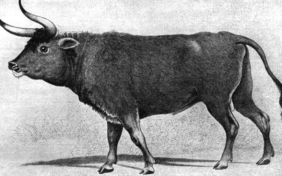 Znaleziony fragment kości czołowej tura ma 49 cm długości i waży 3,5 kg