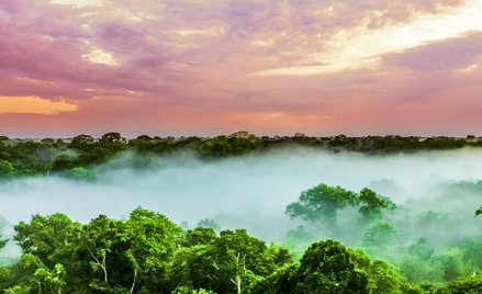 Lasy Amazonii płoną w rekordowym tempie