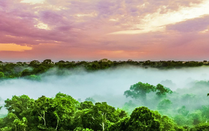 Lasy Amazonii płoną w rekordowym tempie