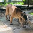 Poszukiwana puma trafiła do zoo w Chorzowie