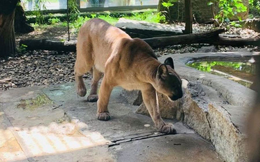 Poszukiwana puma trafiła do zoo w Chorzowie