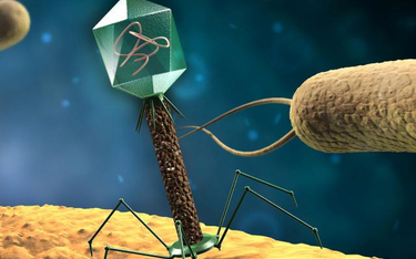 Bakteriofagi mają być szansą na skuteczne niszczenie złogów białkowych