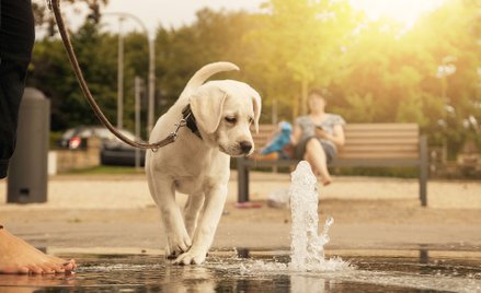 W Zamościu psy tylko na smyczy. Prokuratura: to niehumanitarne