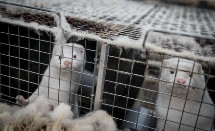 Koronawirus we Francji: Ministerstwo nakazało wybicie tysiąca norek