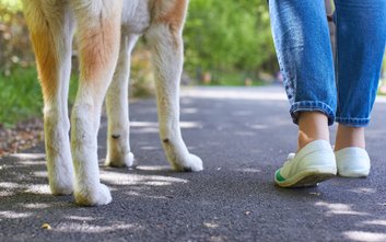 Do warszawskiego Schroniska na Paluchu trafiło w ostatnim czasie ok. 40 zwierząt