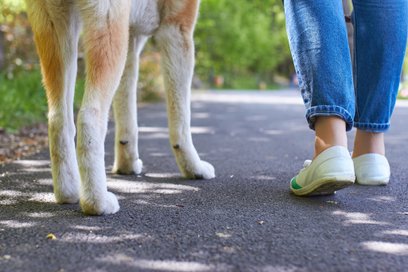 Do warszawskiego Schroniska na Paluchu trafiło w ostatnim czasie ok. 40 zwierząt