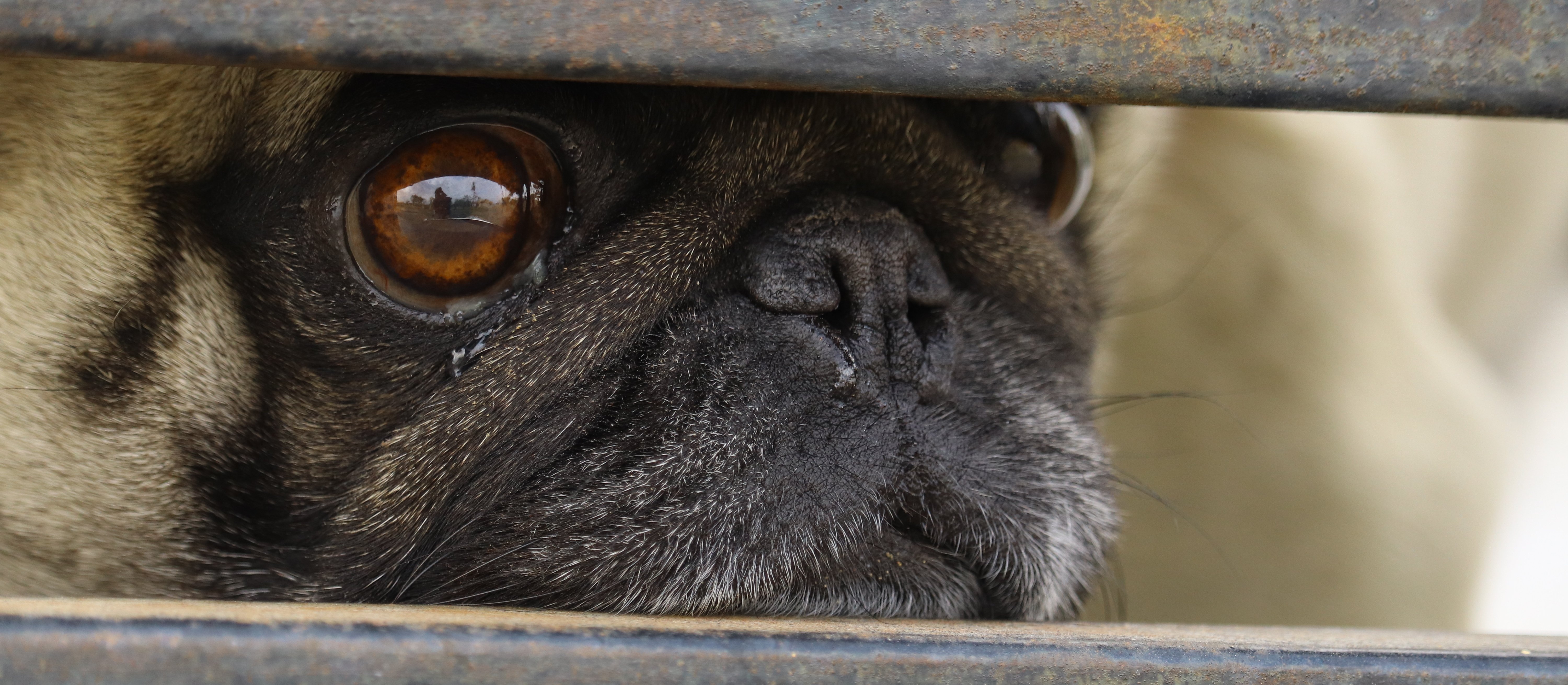 Brachycefalia poza buldogiem i mopsem – naukowcy po raz pierwszy zbadali czternaście innych ras