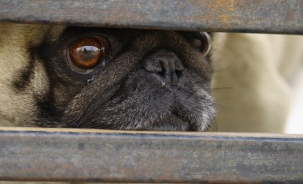 Zaledwie co dziesiąty badany pekińczyk nie wykazywał żadnych objawów BOAS.
