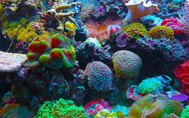 Zmiany klimatu mogą zabić wszystkie rafy koralowe do 2100 roku