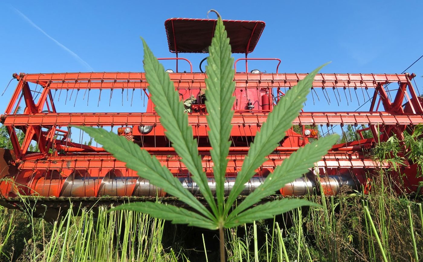 Kombinat Konopny coraz bliżej giełdy. Jak radzi sobie branża konopna w Polsce?