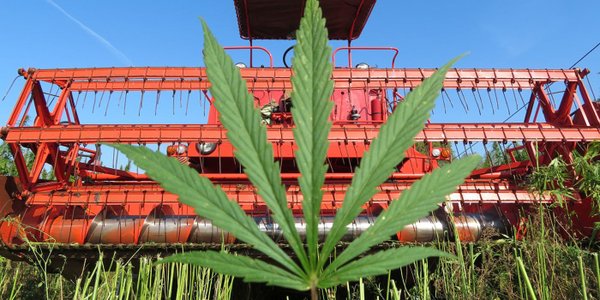 Kombinat Konopny coraz bliżej giełdy. Jak radzi sobie branża konopna w Polsce?