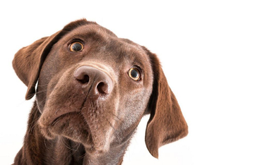 Naukowcy zbadali genomy 104 psów rasy labrador retriever