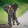 Naukowcy: Słonie zwracają się do siebie po imieniu