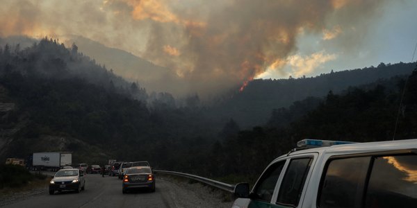 Pożar zniszczył jedne z najstarszych drzew świata. „Rosły przez tysiące lat”