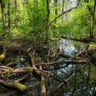 Lasy pod unijną ochroną