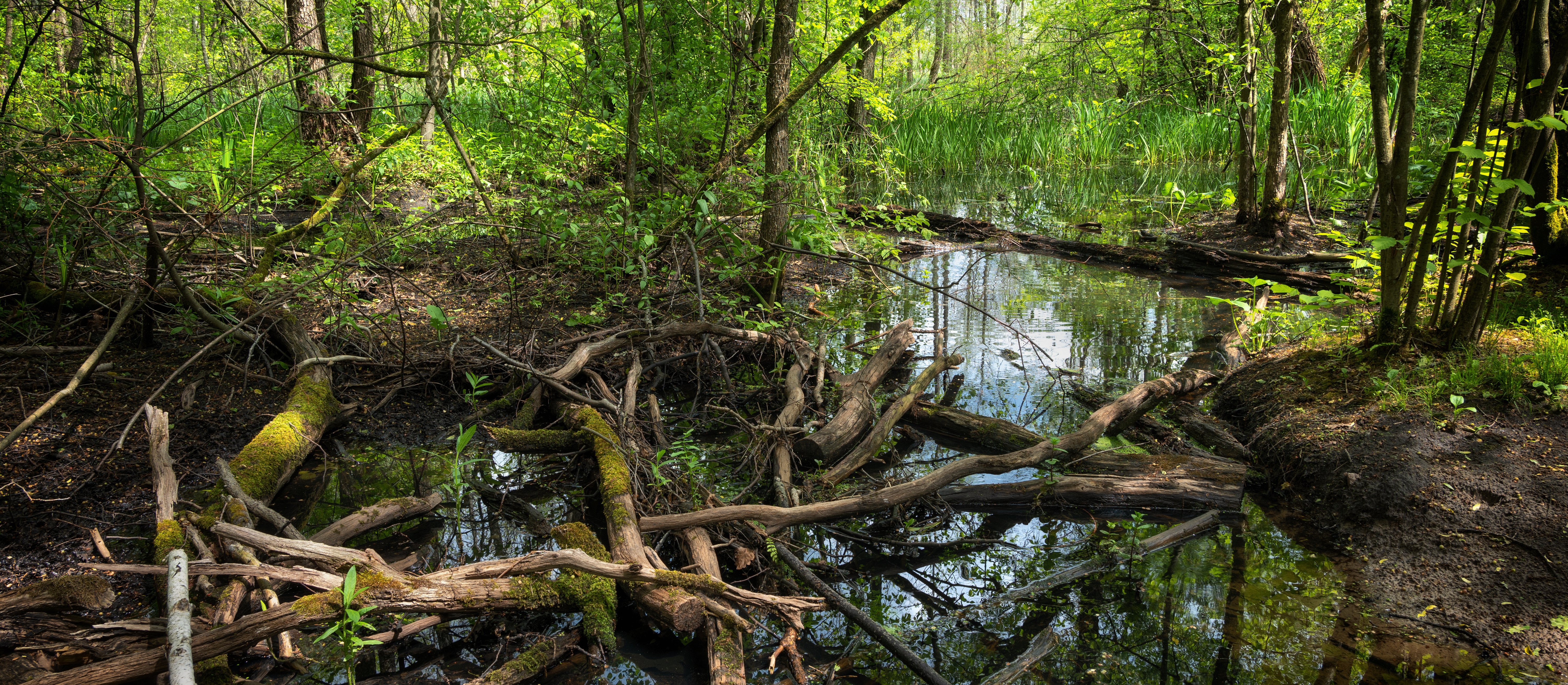 Lasy pod unijną ochroną