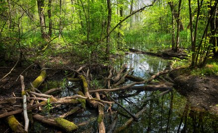 Lasy pod unijną ochroną