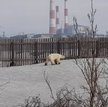 Rosja: Głodna niedźwiedzica setki kilometrów od domu