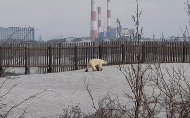 Rosja: Głodna niedźwiedzica setki kilometrów od domu