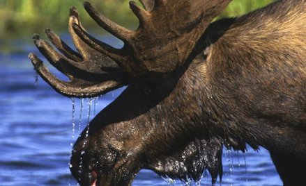 Uważaj na łosie na drodze