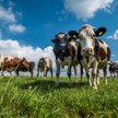 Paweł Łepkowski: Czy branża hodowlana jest równie groźna dla klimatu jak przemysł i transport?