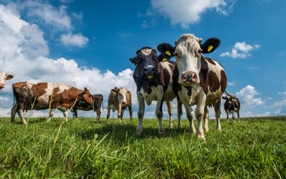 Kontrowersyjny pomysł Brytyjczyków. Chcą karmić krowy paszą z "blokerami metanu"
