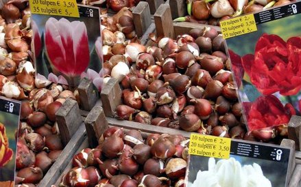 Bloemenmarkt w Amsterdamie