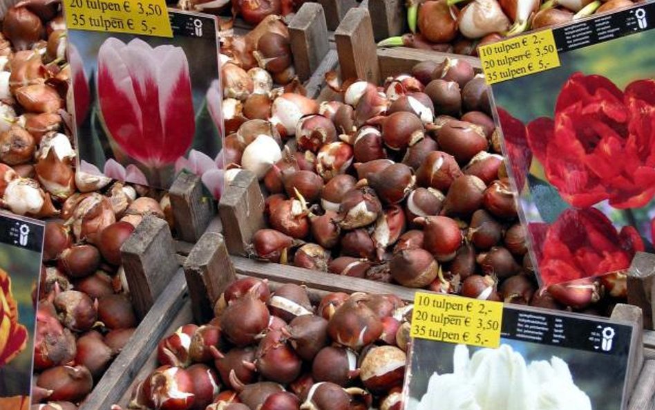 Bloemenmarkt w Amsterdamie