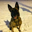To Zara, owczarek belgijski, który na co dzień służy w gdańskiej komendzie. Po chorobie przewodnika 