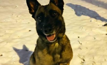 To Zara, owczarek belgijski, który na co dzień służy w gdańskiej komendzie. Po chorobie przewodnika 