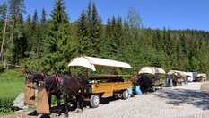 Do transportowania turystów nad Morskie Oko wykorzystywanych jest obecnie prawie 300 koni