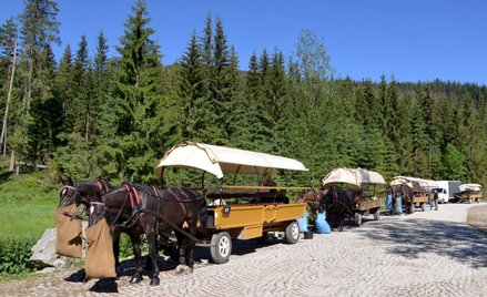 Do transportowania turystów nad Morskie Oko wykorzystywanych jest obecnie prawie 300 koni
