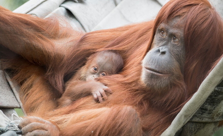 Szwajcaria: Zoo zapowiada test na ojcostwo orangutana